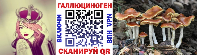 Псилоцибиновые грибы GOLDEN TEACHER  Чкаловск 